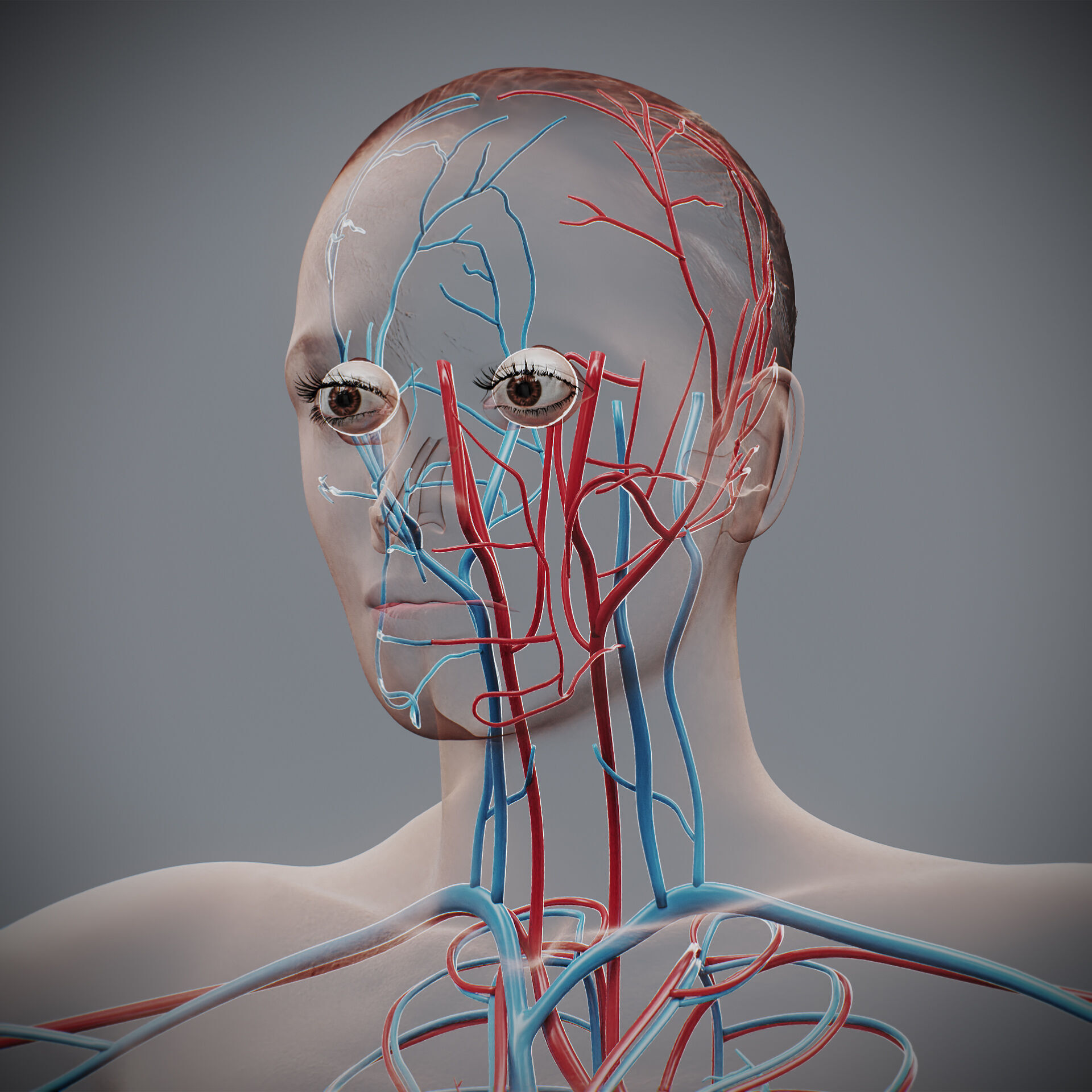 Human Female Circulatory Anatomy 3D model_3