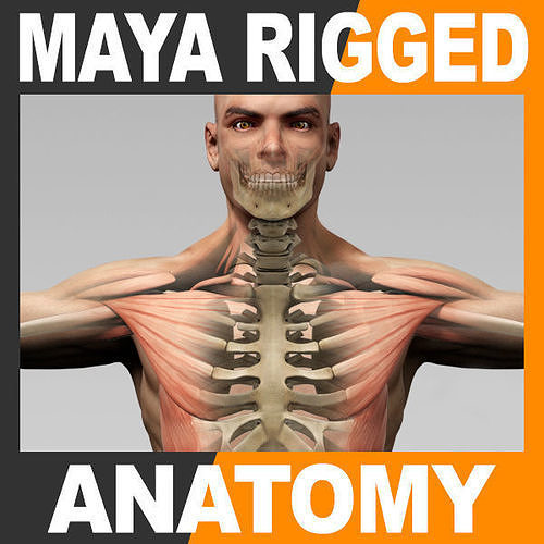 Human Male Body Muscular System and Skeleton - Rigged Anatomy 3D model