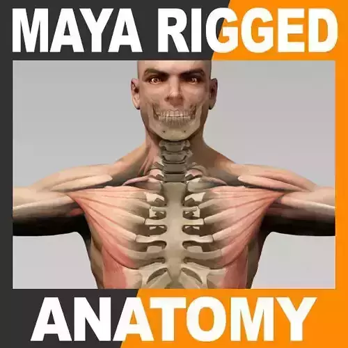 Human Male Body Muscular System and Skeleton - Rigged Anatomy 3D model