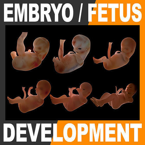 Human Fetus and Embryo Development 3D model