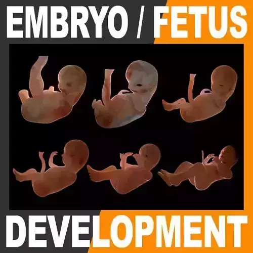 Human Fetus and Embryo Development