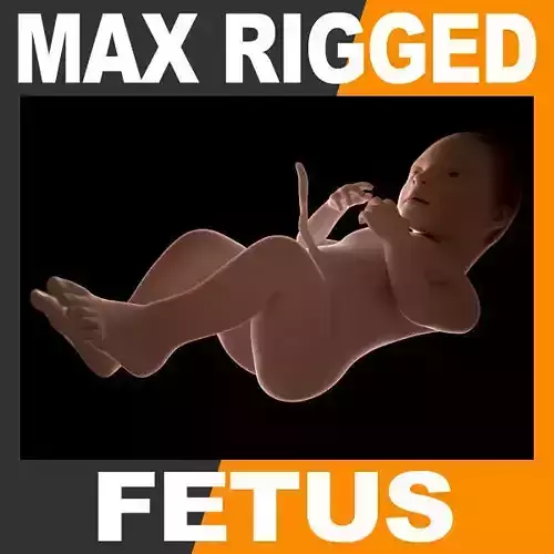 Human Fetus 41 Weeks - 3ds Max Rigged