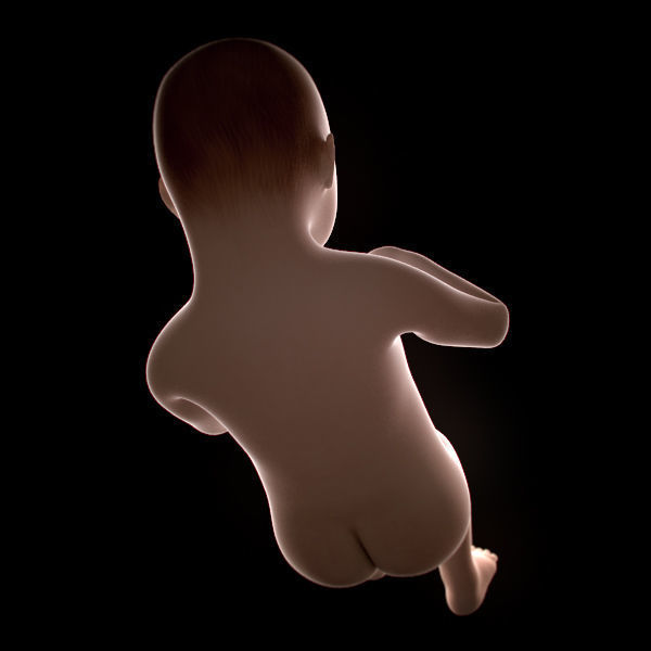 Human Fetus 41 Weeks 3D model_6