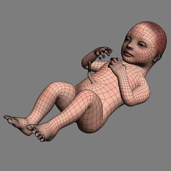 Human Fetus 41 Weeks 3D model_8