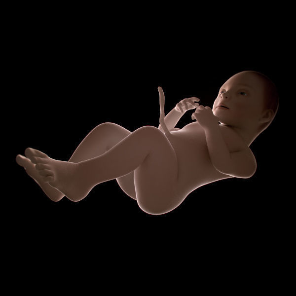Human Fetus 41 Weeks 3D model_1