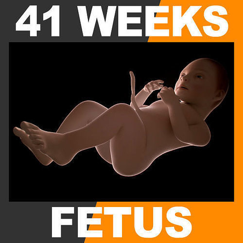 Human Fetus 41 Weeks 3D model