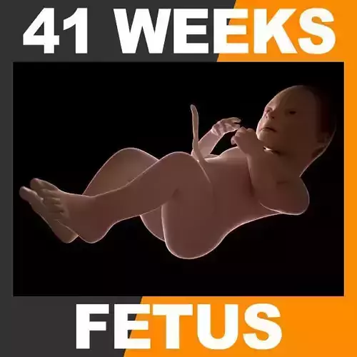 Human Fetus 41 Weeks 3D model