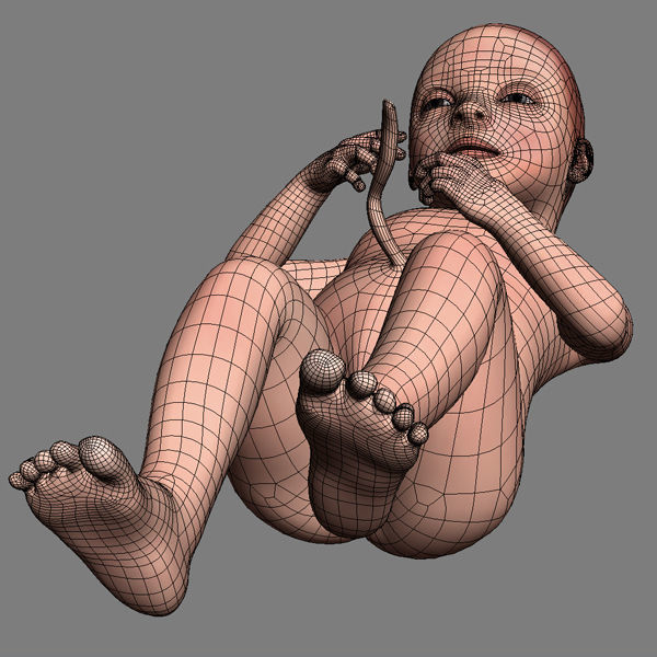 Human Fetus 41 Weeks 3D model_10