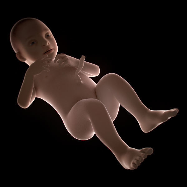 Human Fetus 41 Weeks 3D model_5