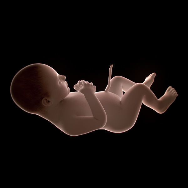 Human Fetus 41 Weeks 3D model_3