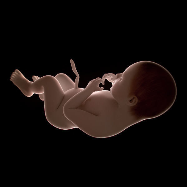 Human Fetus 41 Weeks 3D model_2