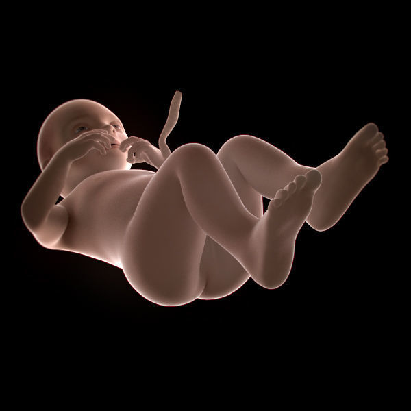 Human Fetus 41 Weeks 3D model_4