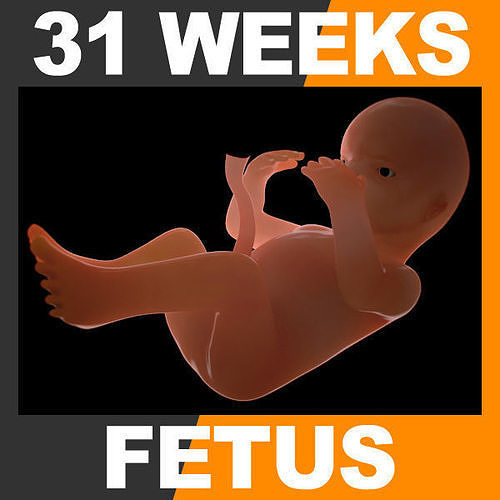 Human Fetus 31 Weeks 3D model