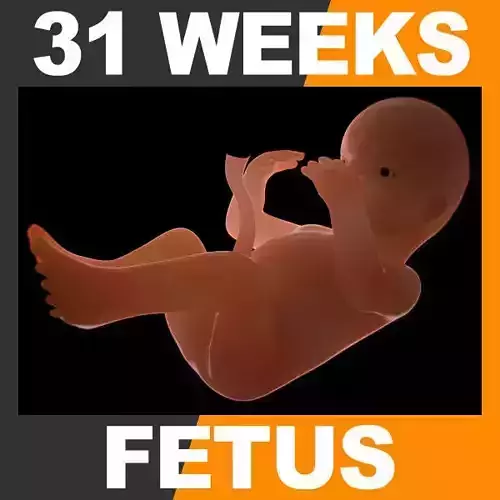 Human Fetus 31 Weeks