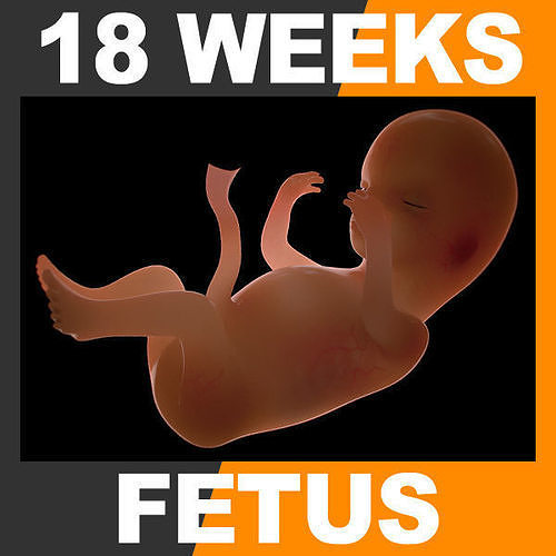 Human Fetus 18 Weeks 3D model