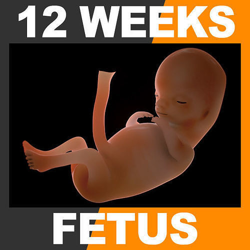 Human Fetus 12 Weeks 3D model