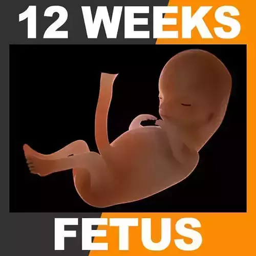 Human Fetus 12 Weeks