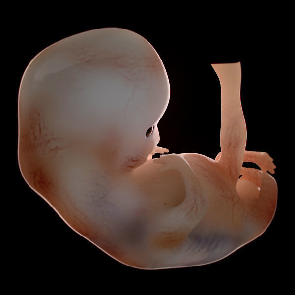 Human Embryo 9 Weeks 3D model_3