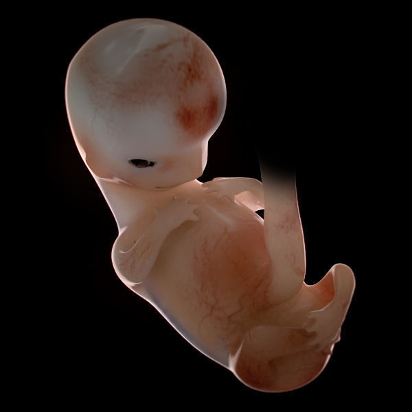 Human Embryo 9 Weeks 3D model_5