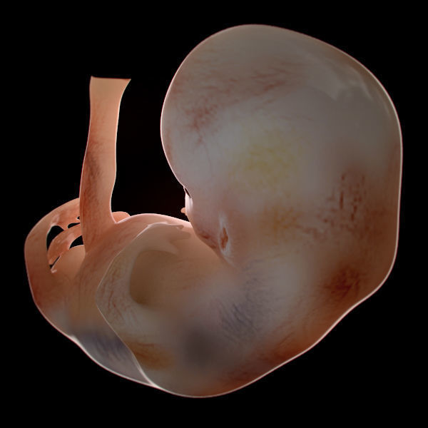 Human Embryo 9 Weeks 3D model_2