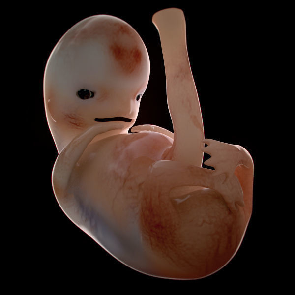 Human Embryo 9 Weeks 3D model_4