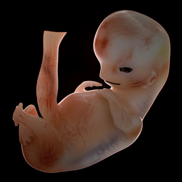 Human Embryo 9 Weeks 3D model_1