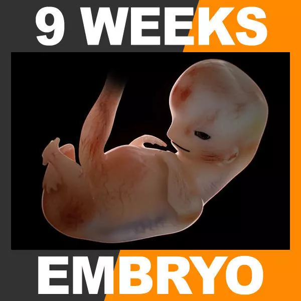 Human Embryo 9 Weeks 3D model_0