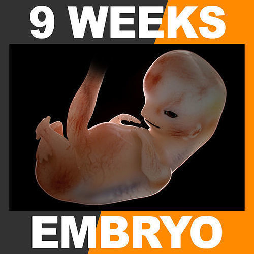 Human Embryo 9 Weeks 3D model
