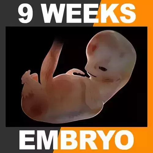 Human Embryo 9 Weeks