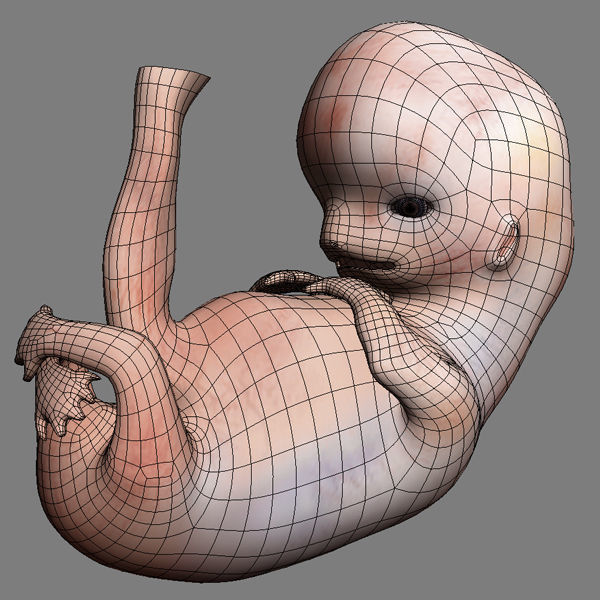 Human Embryo 9 Weeks 3D model_8