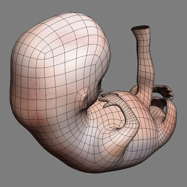 Human Embryo 9 Weeks 3D model_9