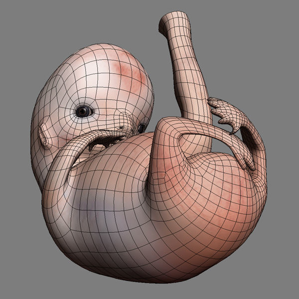 Human Embryo 9 Weeks 3D model_10