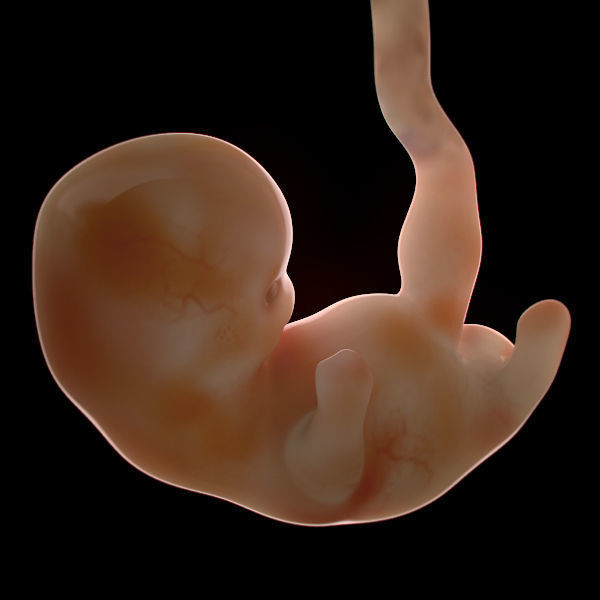 Human Embryo 6 Weeks 3D model_3