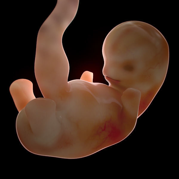 Human Embryo 6 Weeks 3D model_1
