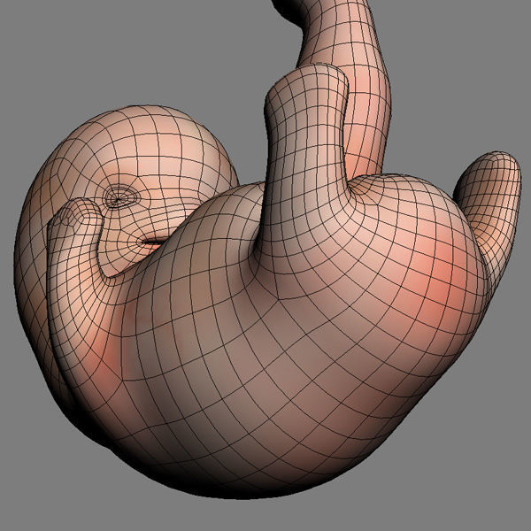 Human Embryo 6 Weeks 3D model_10