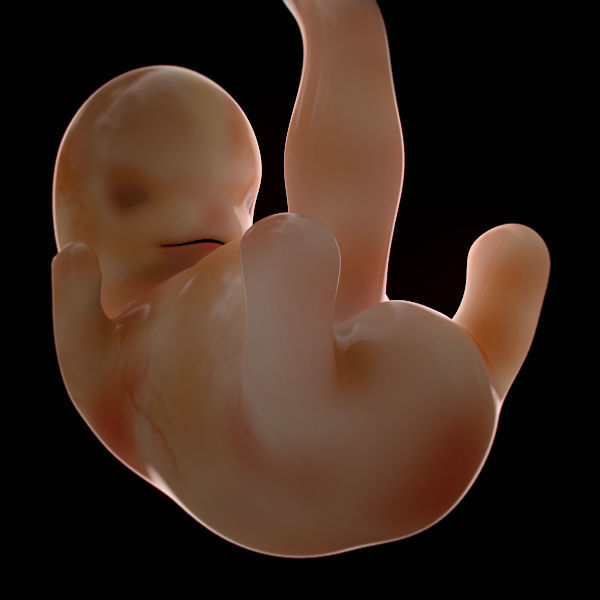 Human Embryo 6 Weeks 3D model_4