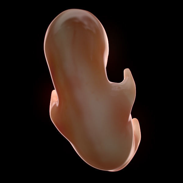 Human Embryo 6 Weeks 3D model_6