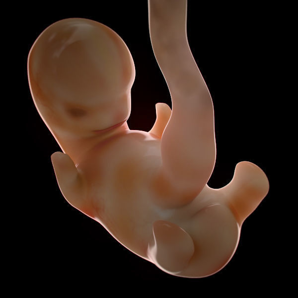 Human Embryo 6 Weeks 3D model_5
