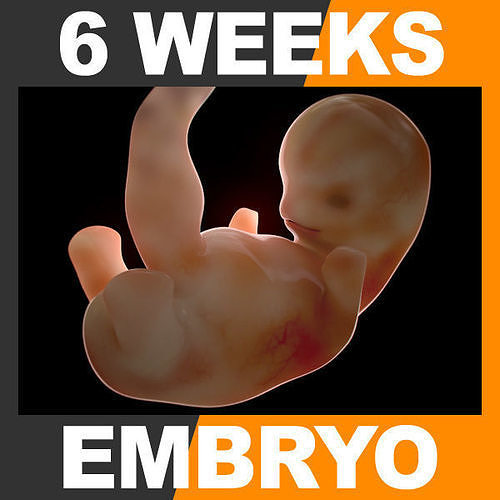 Human Embryo 6 Weeks 3D model