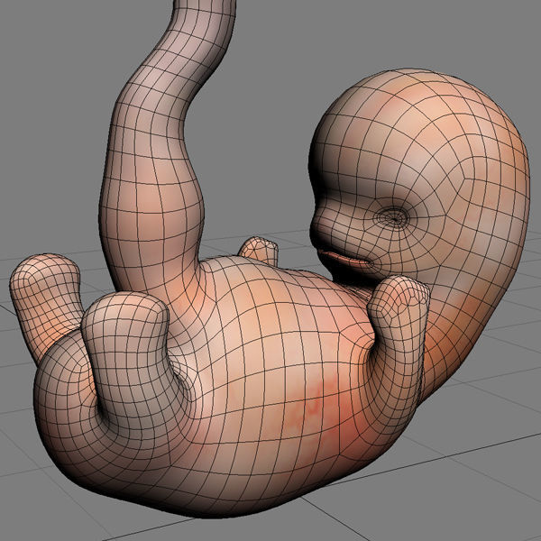 Human Embryo 6 Weeks 3D model_8