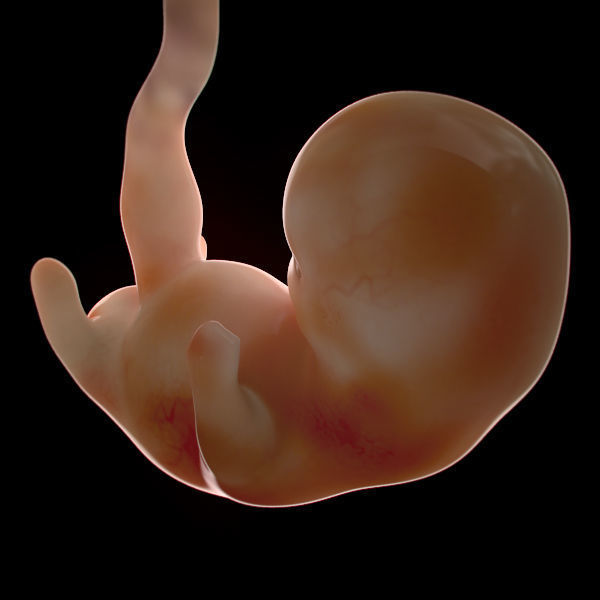 Human Embryo 6 Weeks 3D model_2