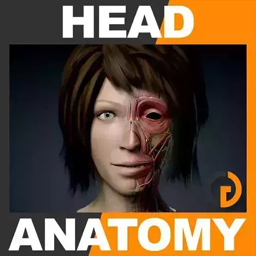 Human Female Head - Anatomy 3D model