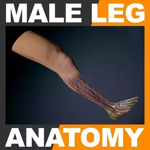 Human Male Leg - Anatomy 3D model