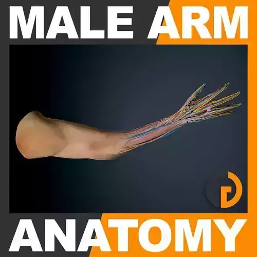 Human Male Arm - Anatomy 3D model