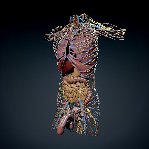 Human Male Trunk Torso - Anatomy 3D model_25