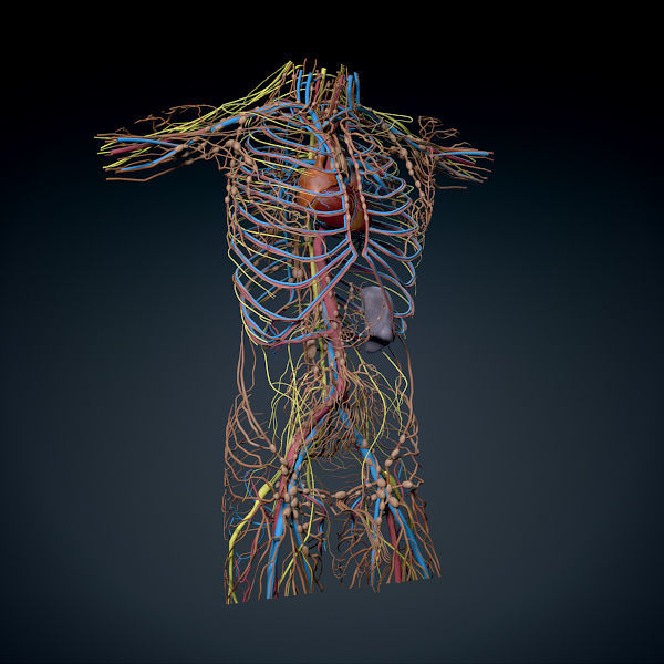 Human Male Trunk Torso - Anatomy 3D model_9