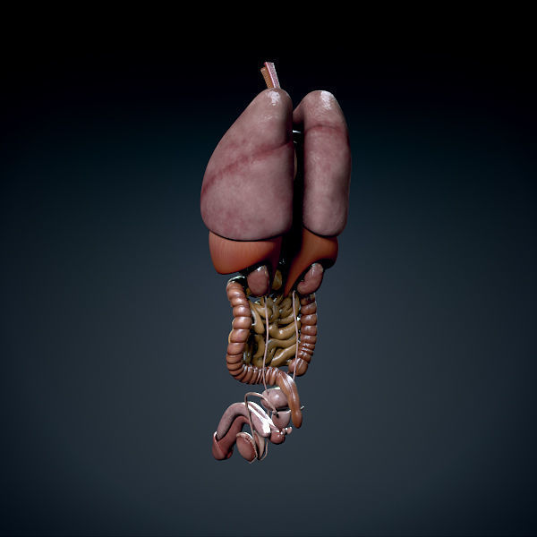 Human Male Trunk Torso - Anatomy 3D model_16