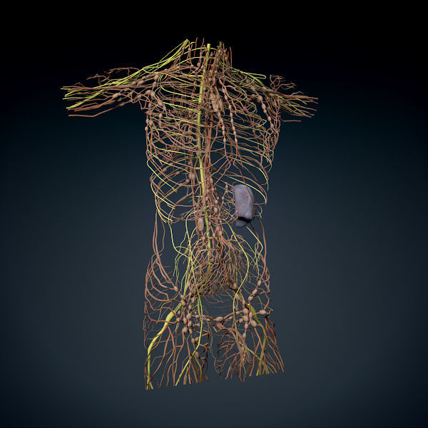 Human Male Trunk Torso - Anatomy 3D model_11