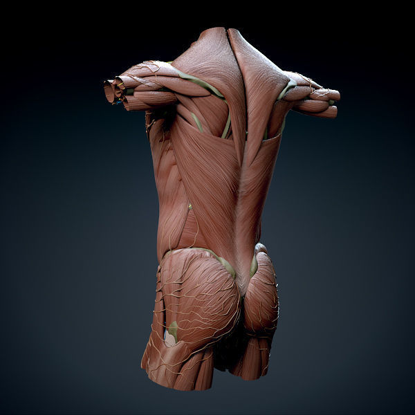 Human Male Trunk Torso - Anatomy 3D model_13
