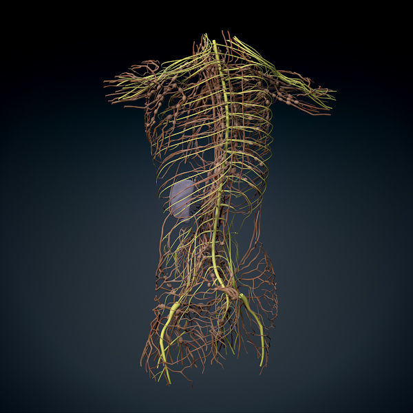 Human Male Trunk Torso - Anatomy 3D model_21